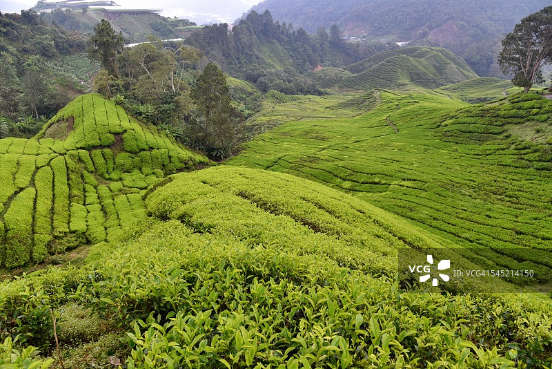 马来西亚金马伦高原茶叶图片素材