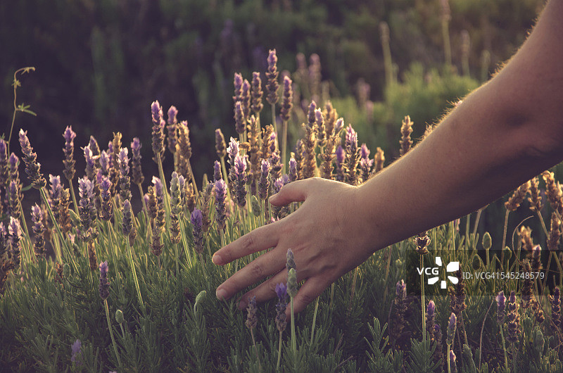 采摘薰衣草图片素材