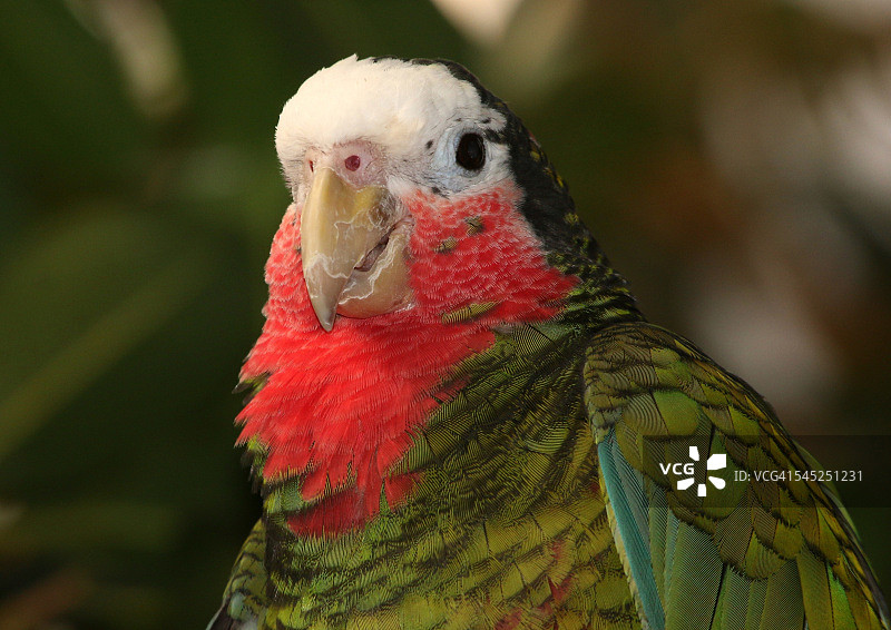 古巴亚马逊鹦鹉肖像图片素材
