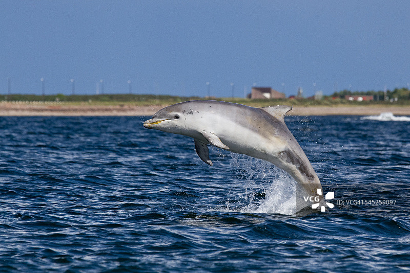 蓝色的宽吻海豚跃出水面图片素材