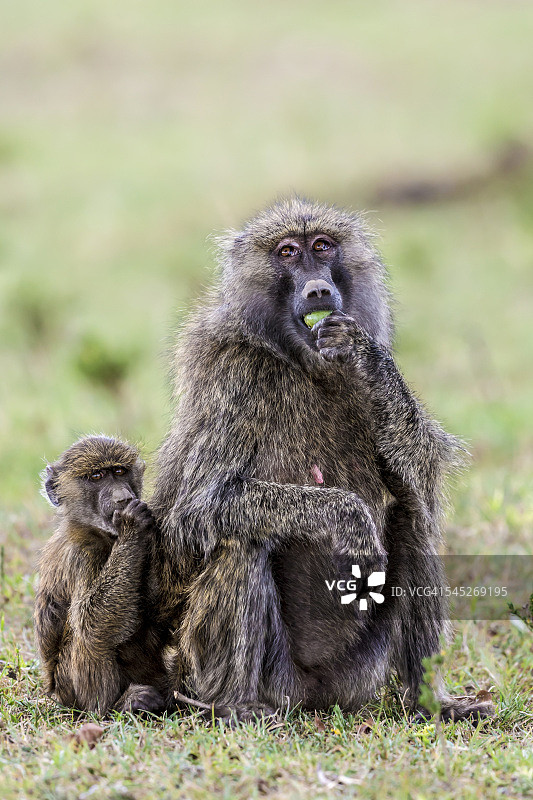 雌性狒狒和幼崽吃成熟的树果图片素材