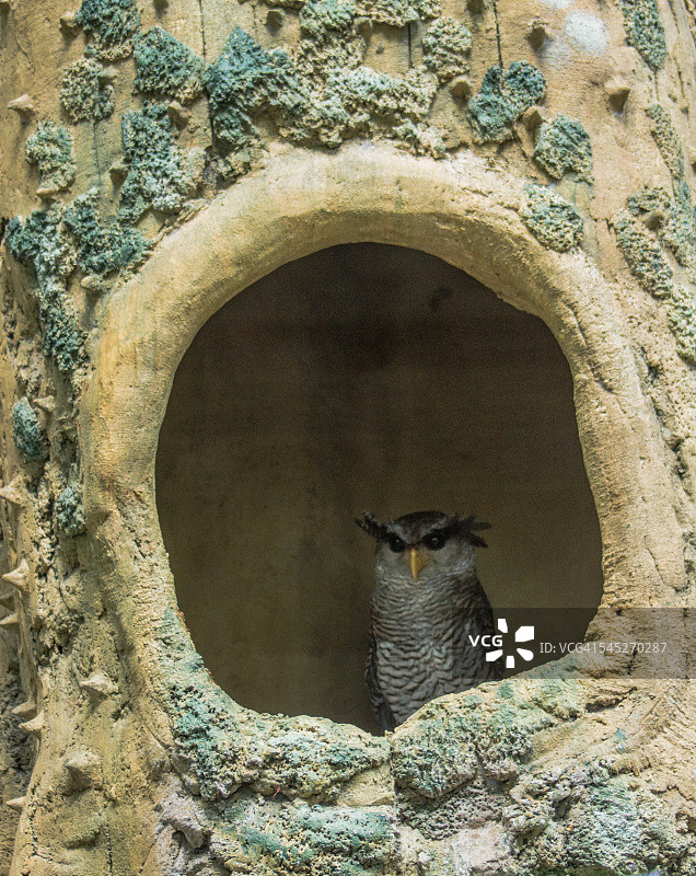 印度尼西亚巴厘岛的角鸮图片素材