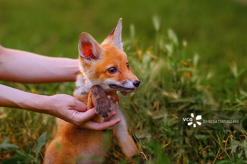 男孩在户外抱着小狐狸（赤狐）图片素材