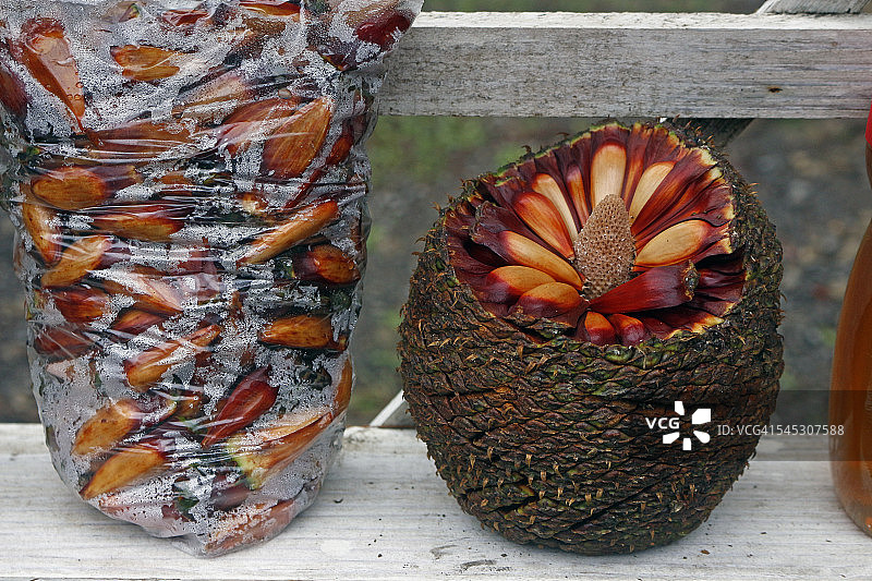 pinion - 南洋杉的果实图片素材