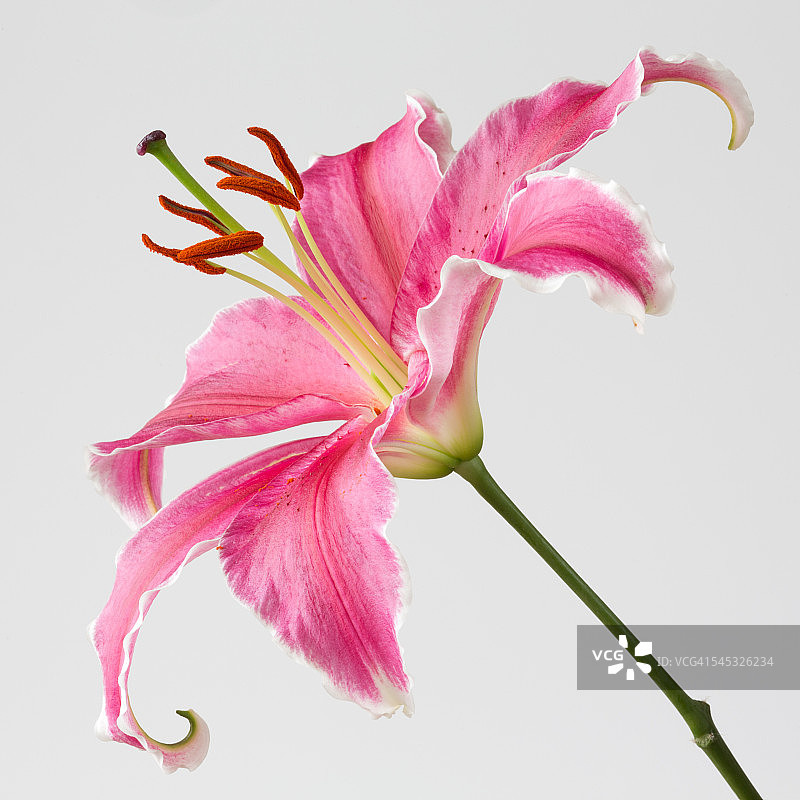 大型粉色香水百合图片素材