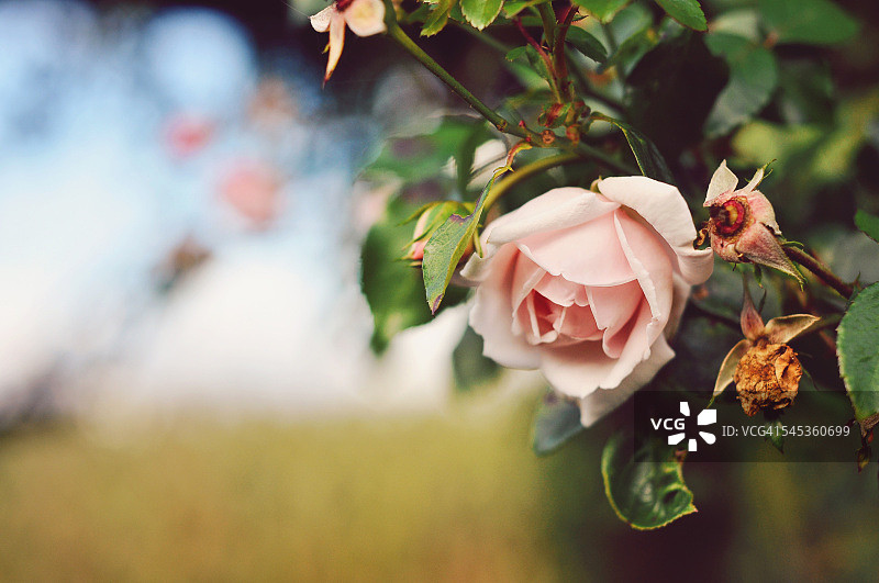 秋天的玫瑰图片素材