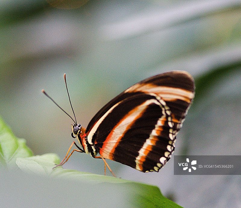 带状橙色 Heliconian 蝴蝶图片素材