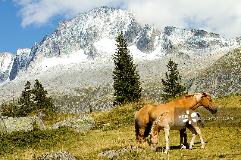 母马给小马驹喂奶图片素材