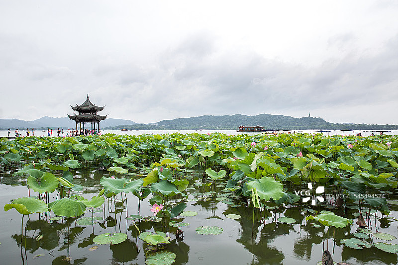 中国杭州西湖夏季景色图片素材