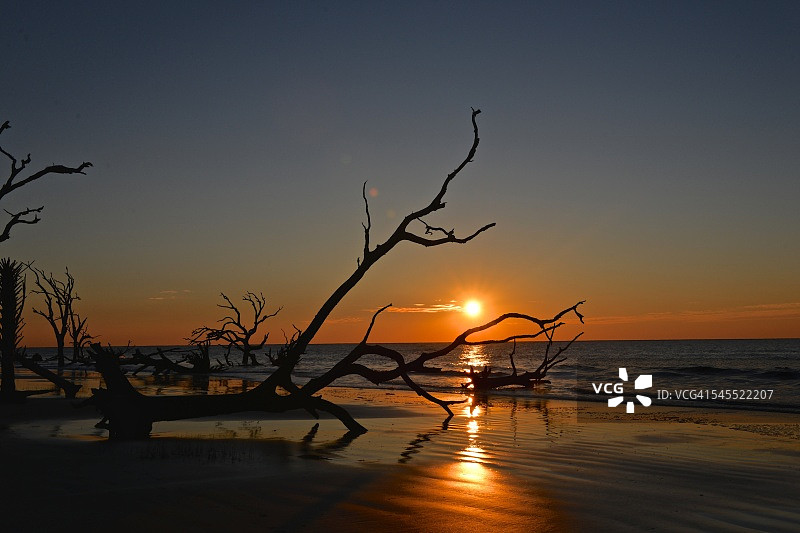 公牛岛的枯树图片素材