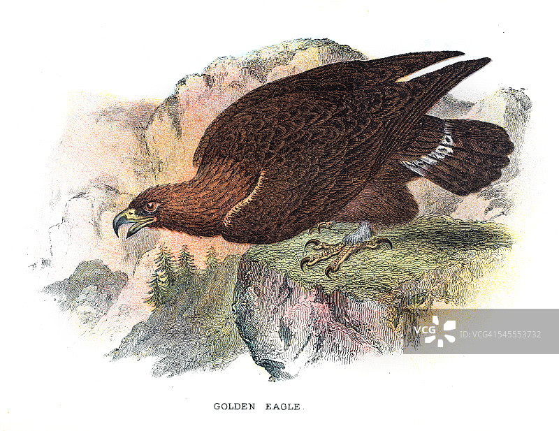 1896年金色老鹰插画图片素材