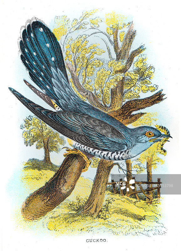 杜鹃鸟插画（1896年）图片素材