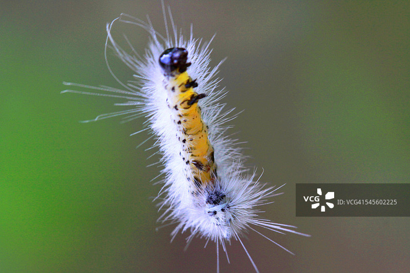 攀爬的毛毛虫图片素材