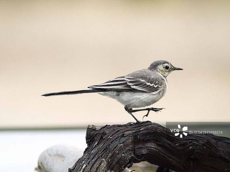 赭色鹨在树干上行走图片素材