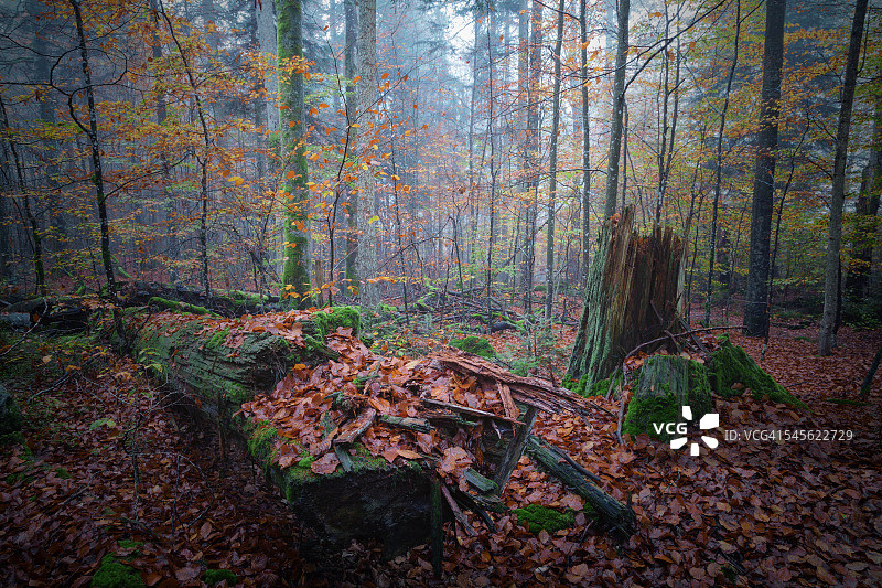 落叶原始森林图片素材