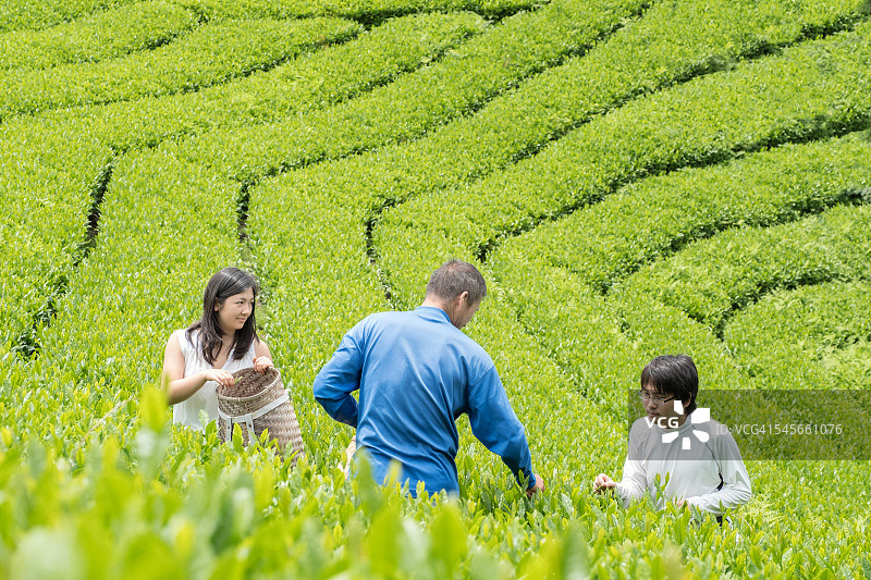 学生向日本农民学习茶叶种植图片素材