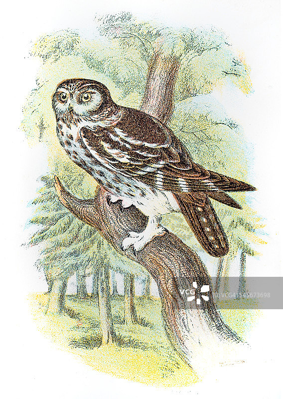 1896年北方猫头鹰雕刻图片素材