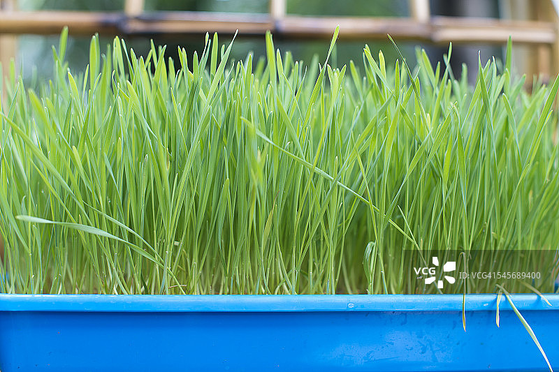 蓝色托盘里的小麦草图片素材