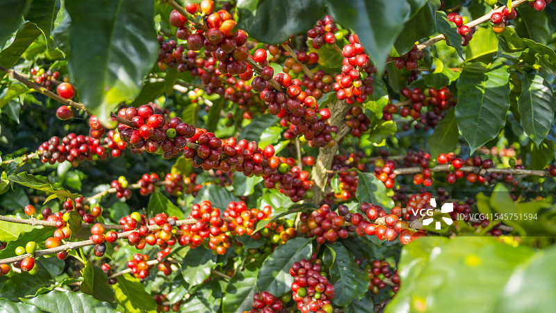 待收获的咖啡樱桃图片素材
