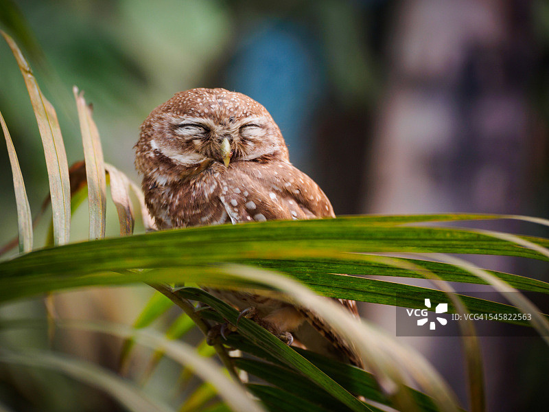 尼泊尔奇特旺的斑点小鸮图片素材
