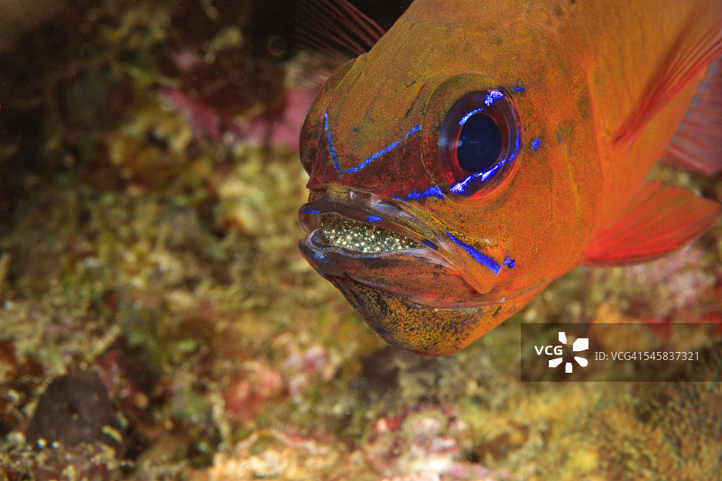 雄性环尾 cardinalfish 在口中给卵充氧，米尔恩湾，巴布亚新几内亚图片素材