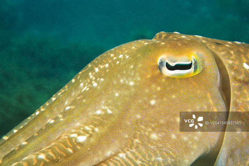 苏拉威西岛瓦卡托比群岛海洋保护区的乌贼图片素材