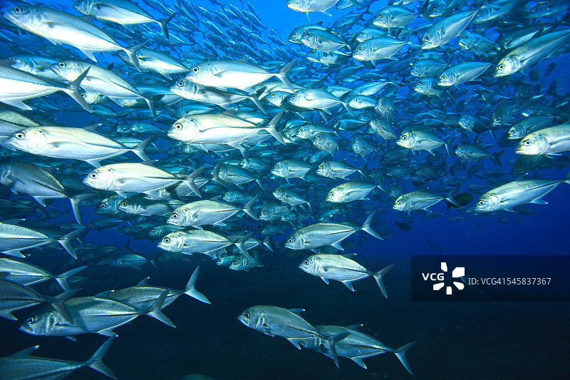 印度尼西亚图兰奔二战自由号沉船附近的鱼群图片素材