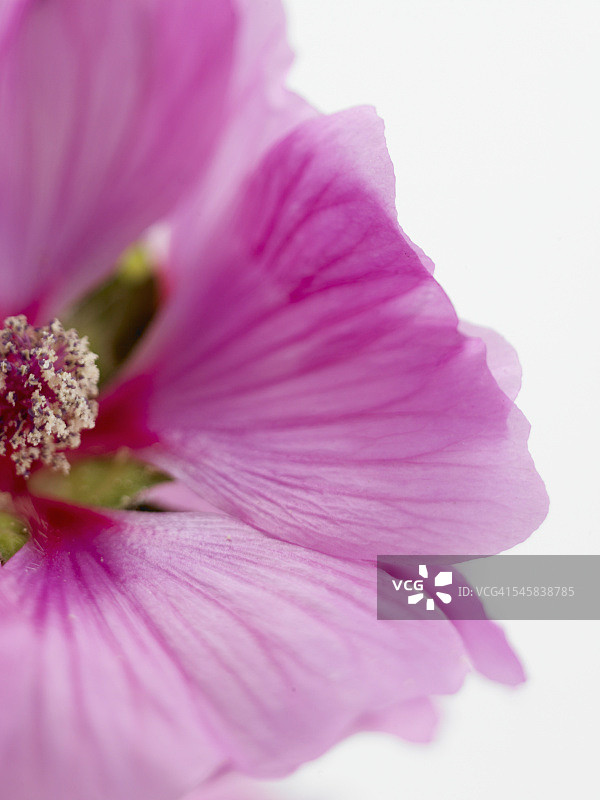 白色背景上的粉色花朵图片素材