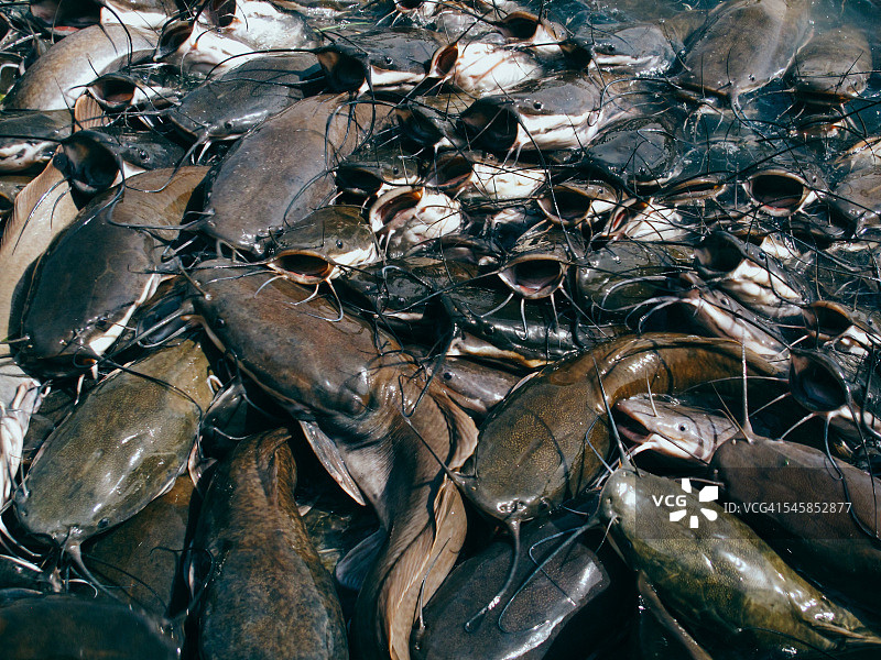 湖中争抢食物的鲶鱼图片素材