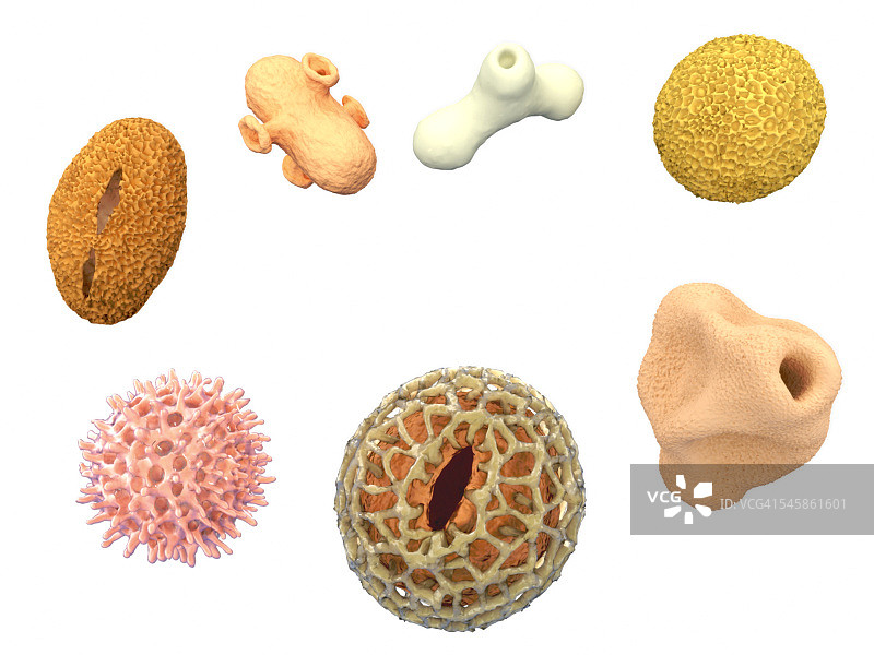 花粉颗粒，插图图片素材