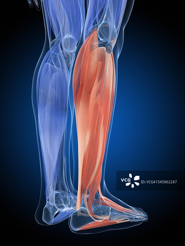 人类腿部肌肉图图片素材