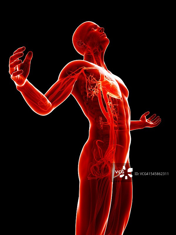 人体血管系统,插图图片素材