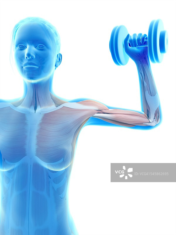 举重运动员的肌肉插图图片素材