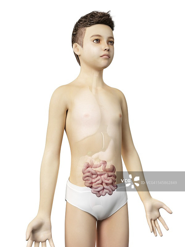 男孩消化系统插图图片素材
