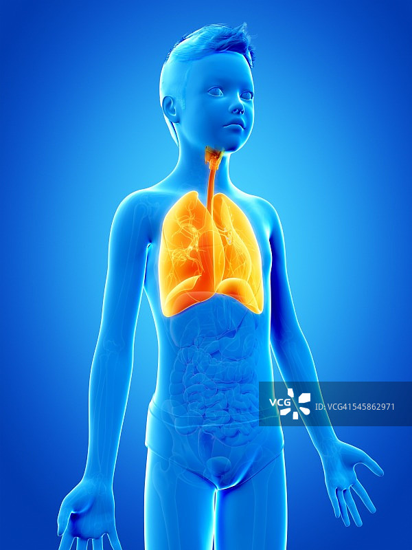 男孩的肺部插图图片素材