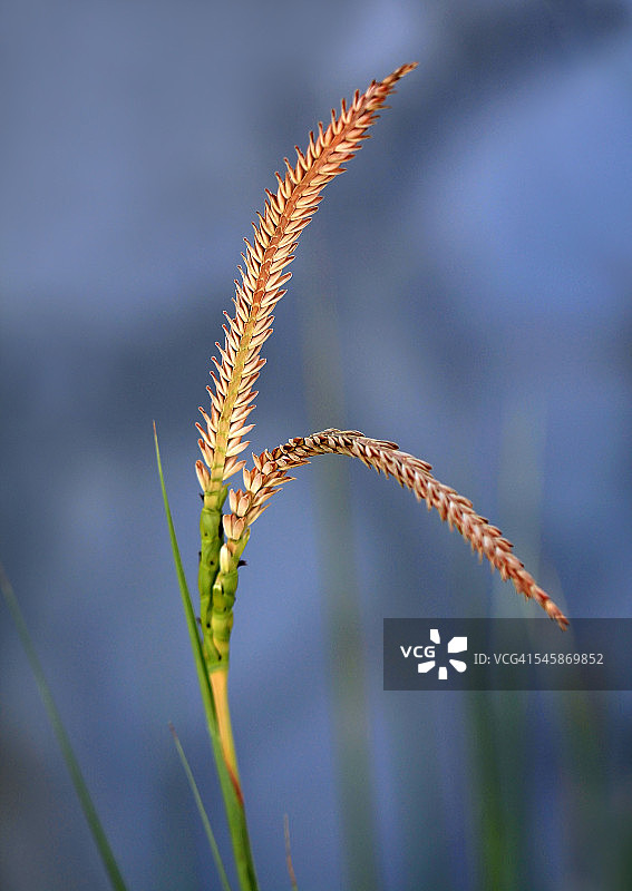 蓝色散景背景上的粉色直立观赏草图片素材