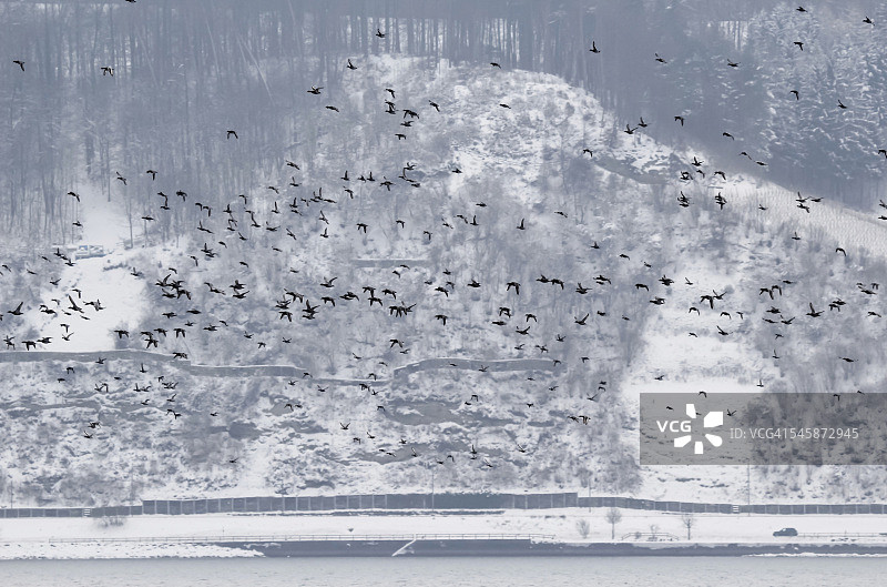 德国博登湖冬季飞鸟图片素材