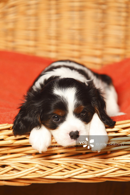 查理士王小猎犬幼犬躺在狗篮里的红色毯子上图片素材