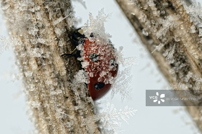 七星瓢虫在结霜的树枝上图片素材