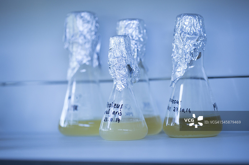 实验室中装有测试样本的四个锥形瓶图片素材