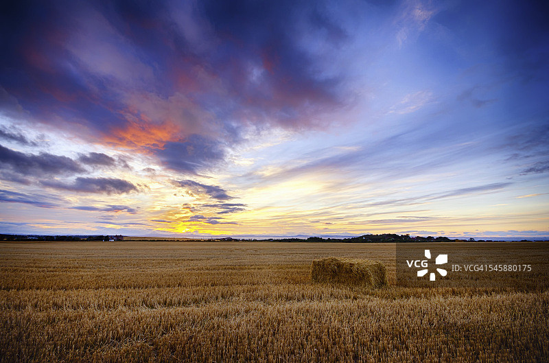 英国苏格兰东洛锡安郡北贝里克燕麦田日落景色图片素材