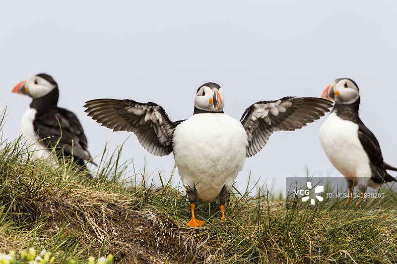 英国诺森伯兰法恩群岛大西洋角嘴海雀图片素材