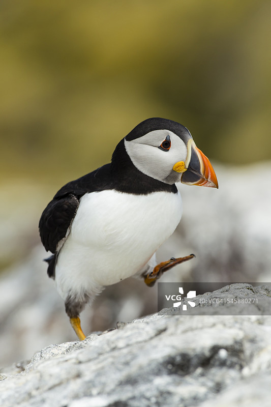 英国诺森伯兰郡法恩群岛大西洋海鹦图片素材