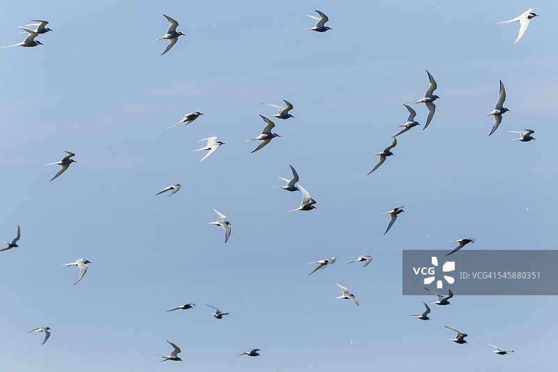 英国英格兰诺森伯兰郡法恩群岛的普通燕鸥图片素材