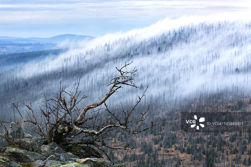 德国巴伐利亚卢森：巴伐利亚森林国家公园，森林枯死和雾图片素材