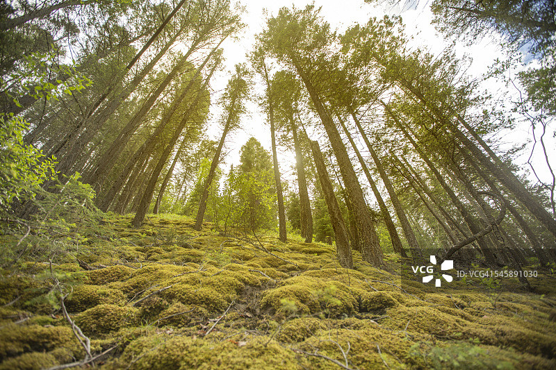 北方森林图片素材