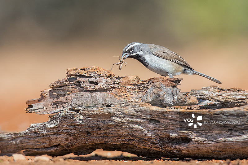 黑喉雀图片素材