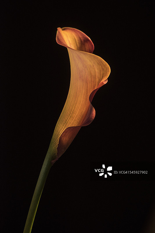 橙色马蹄莲图片素材