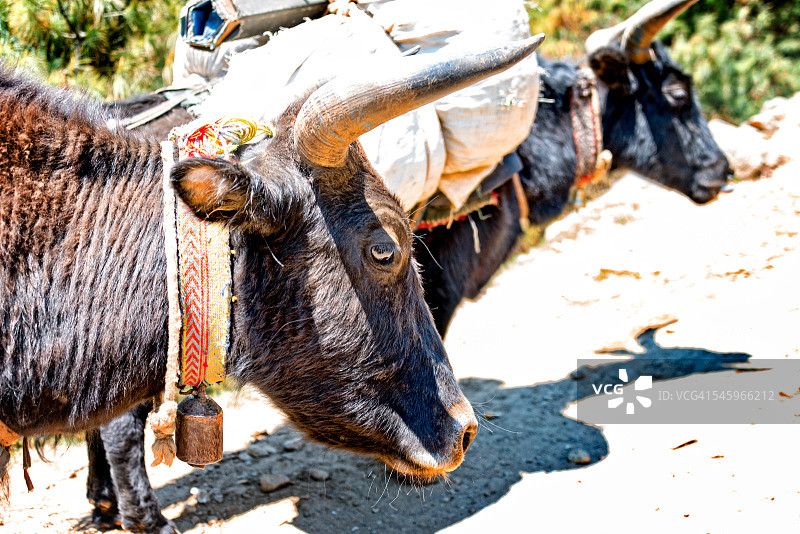 尼泊尔昆仲寺附近的一队牦牛图片素材