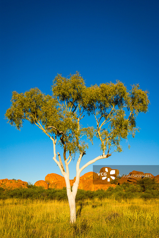 澳洲幽灵桉树和魔鬼大理石图片素材